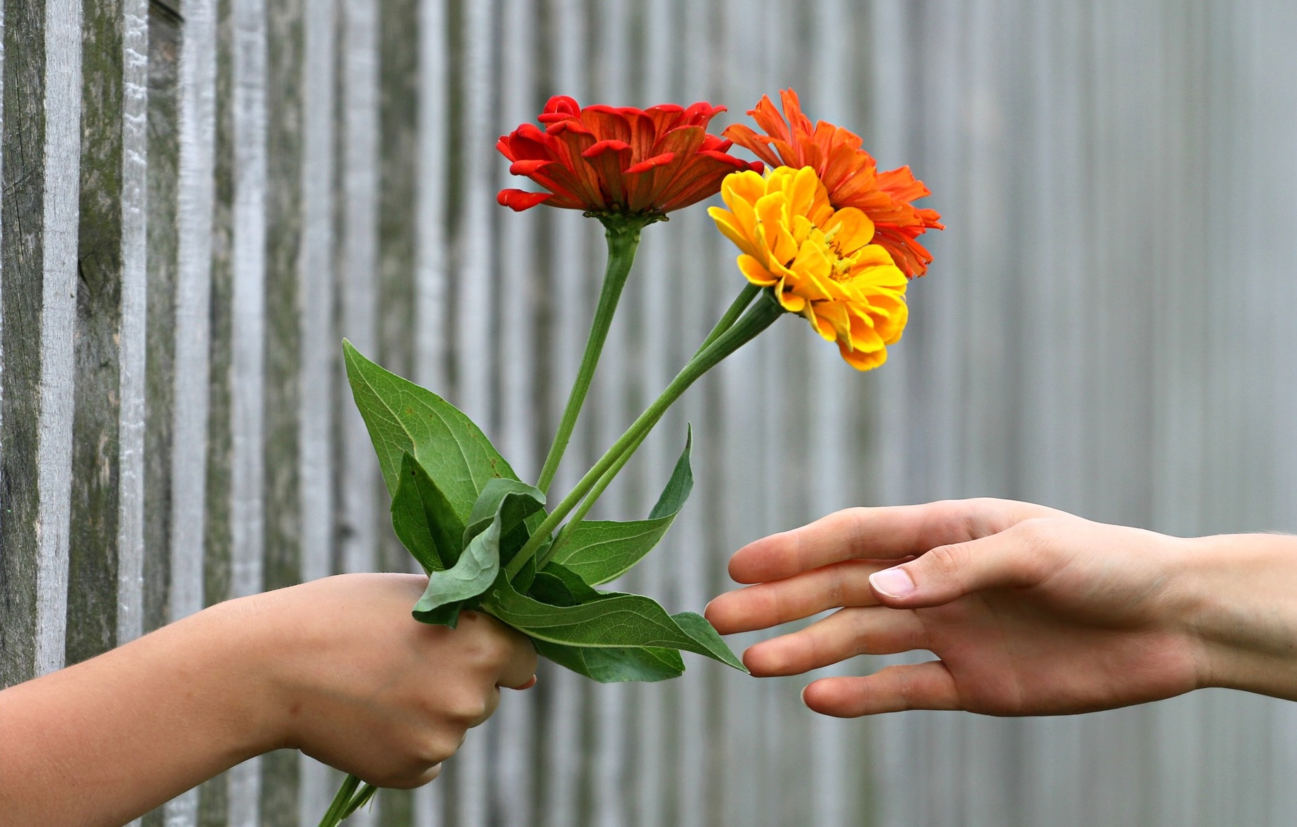 La gentilezza ci rende forti