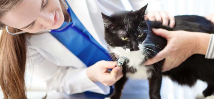 Il rischio di burn-out nel veterinario – Prevenzione e strategie di supporto psicologico